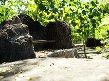 DSC03556.jpg